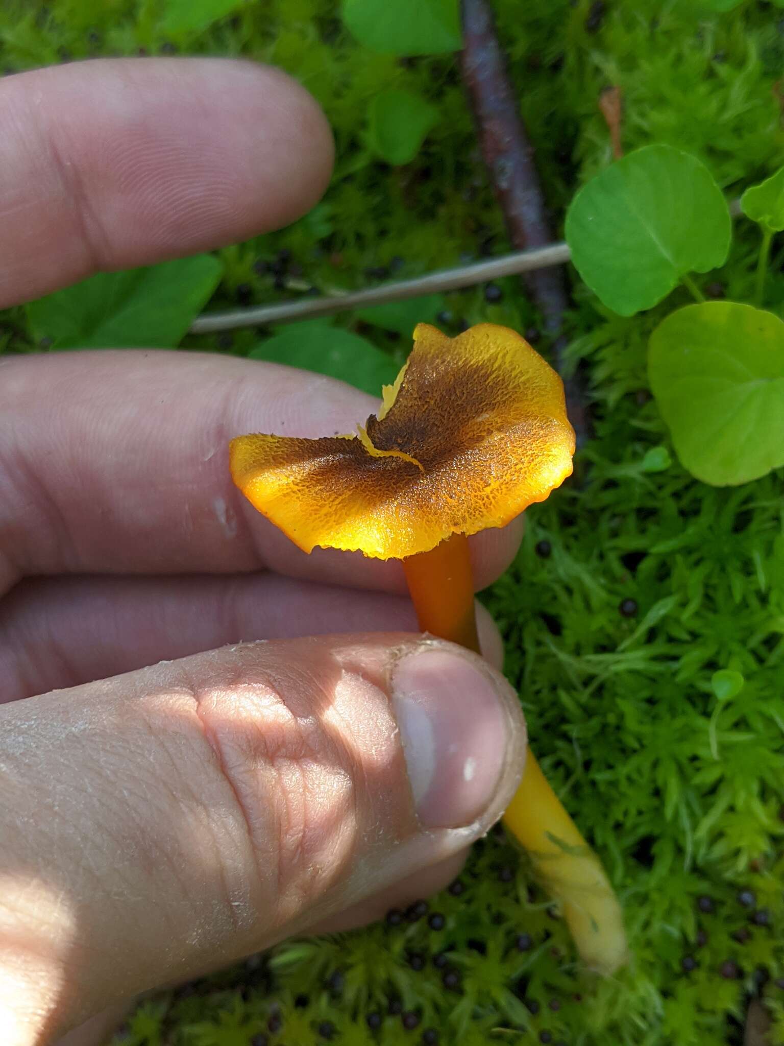 Image of Hygrocybe turunda (Fr.) P. Karst. 1879