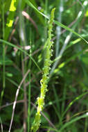 Herminium lanceum (Thunb. ex Sw.) Vuijk resmi