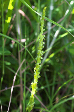 Herminium lanceum (Thunb. ex Sw.) Vuijk resmi