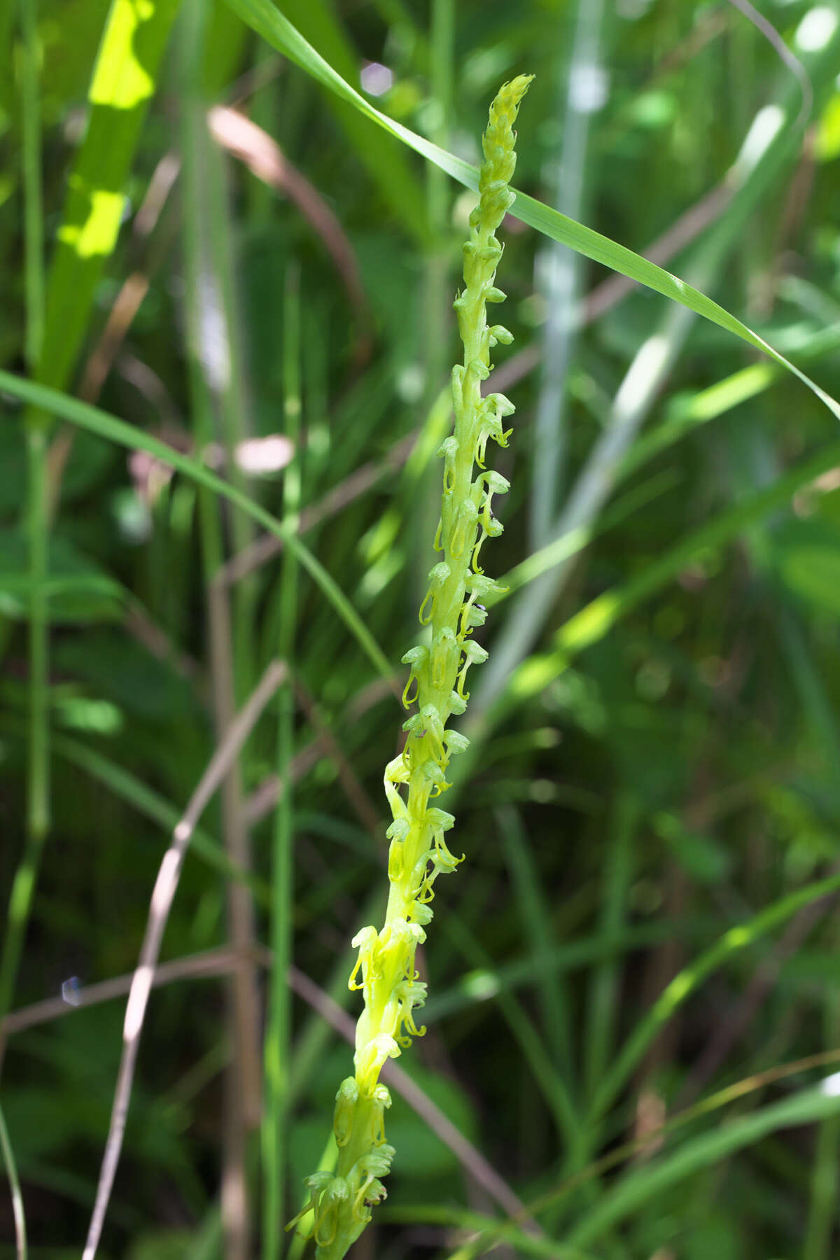 Image of Herminium lanceum (Thunb. ex Sw.) Vuijk