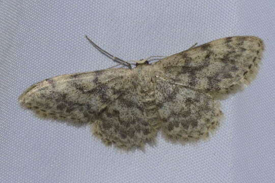 Image of Idaea alyssumata Millière 1873