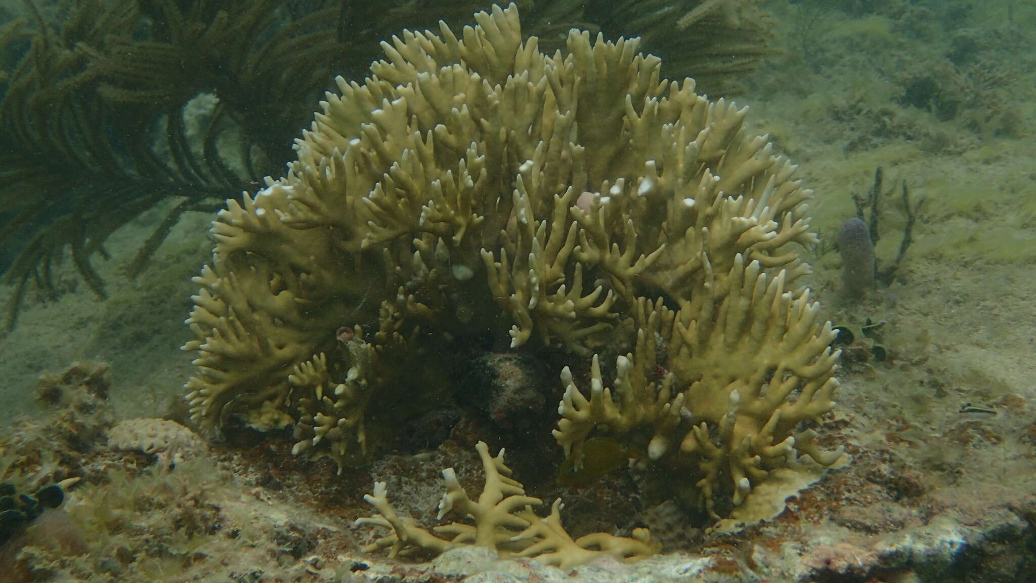 Image of Fire coral