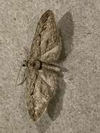 Слика од Eupithecia phoeniceata Rambur 1834