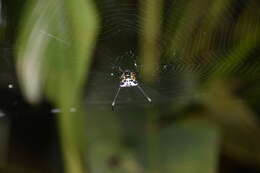 Image of Gasteracantha clavigera Giebel 1863