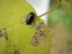 Image of Phratora (Phratora) purpurea Brown 1951