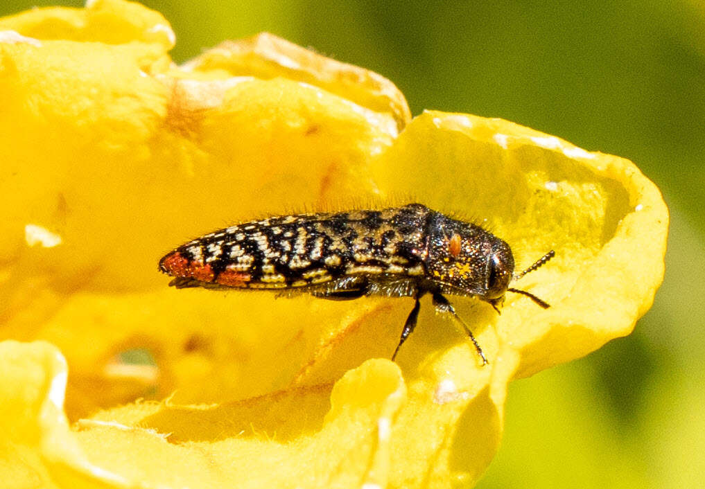 Image de Acmaeodera haemorrhoa Le Conte 1858