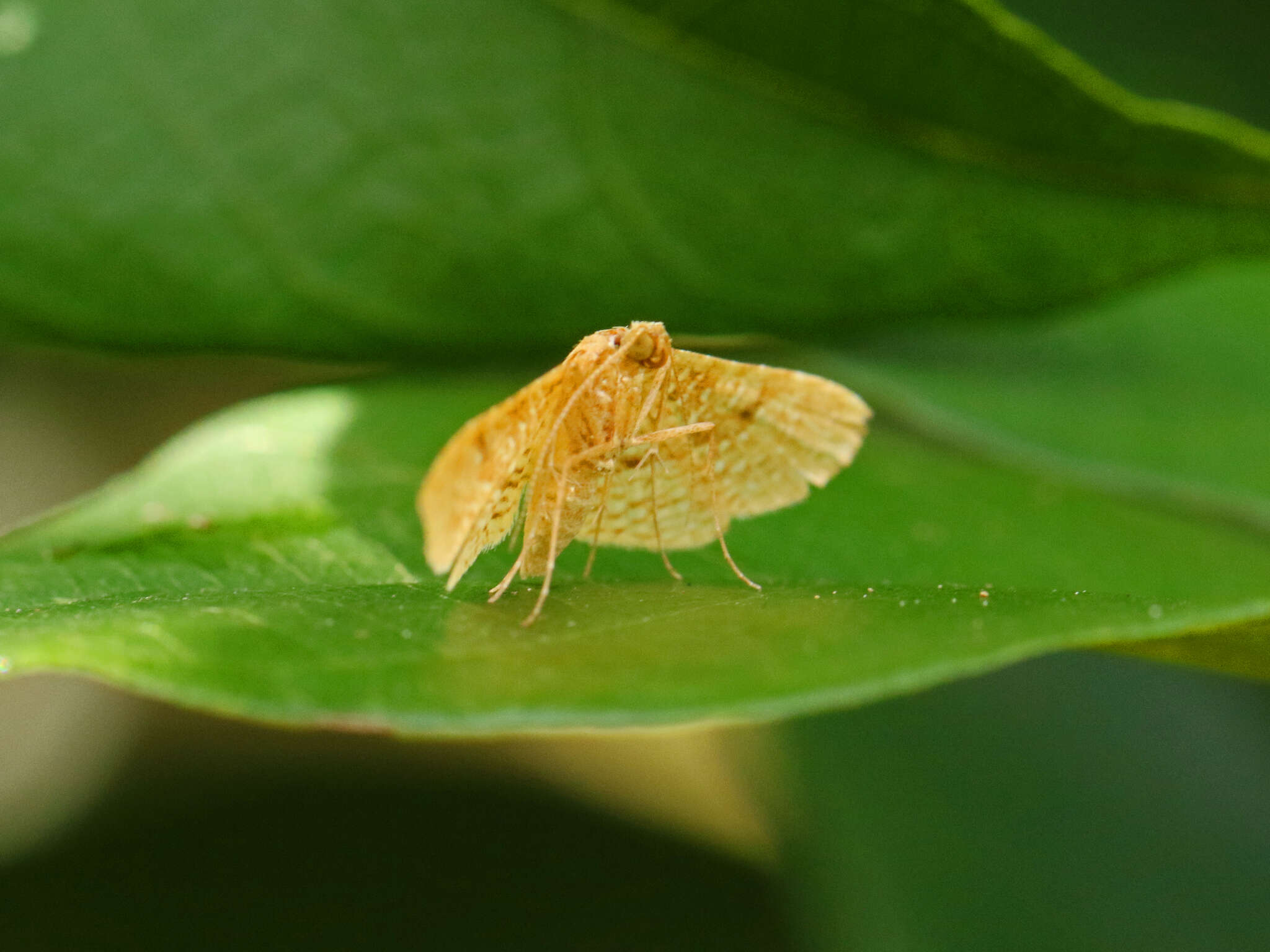 Image of Addaea trimeronalis Walker 1859