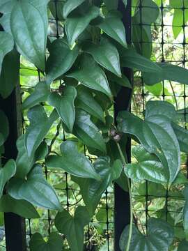 Image of Chinese yam