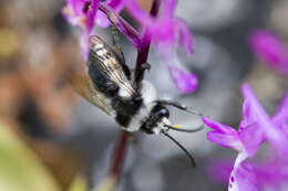 Melecta obscura simulatrix (Lieftinck 1969) resmi