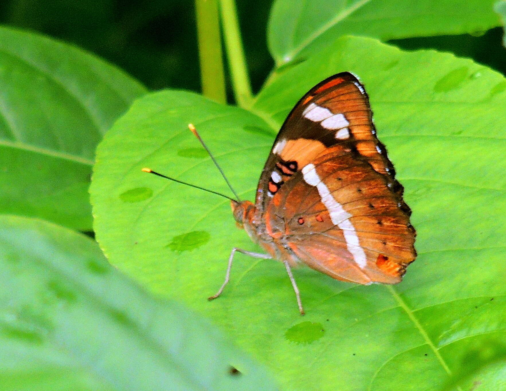 Image of Euthalia nais