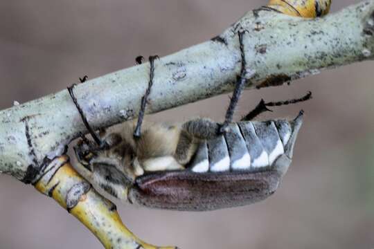 Image of chestnut cockchafer