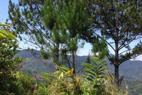 Image of Benguet Pine