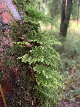 Image of Hymenophyllum plicatum Kaulf.