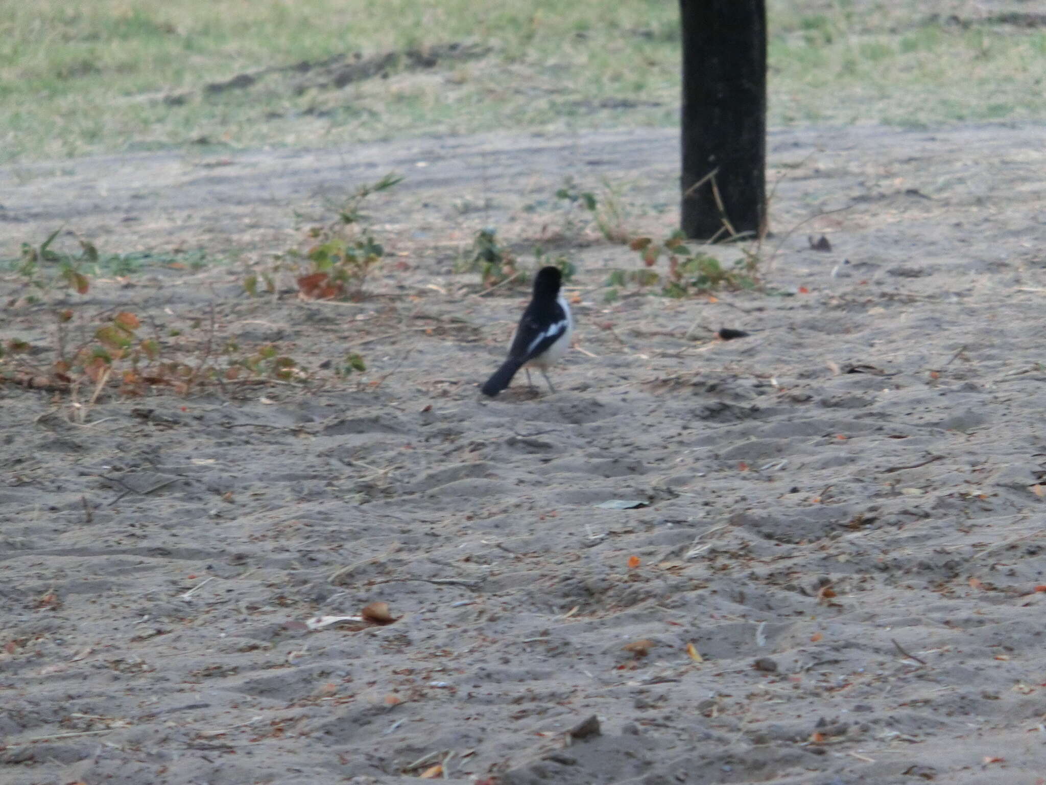 Image of Tropical Boubou