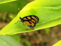 Image of Thyridia psidii aedesia Doubleday 1847