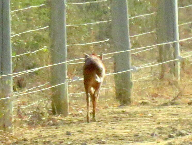 Image of Natal Duiker