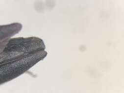 Image of Agrilus amelanchieri Knull 1944