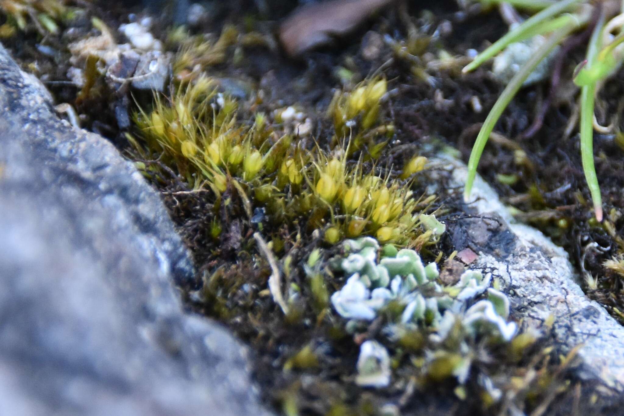 Image of acuminate pleuridium moss