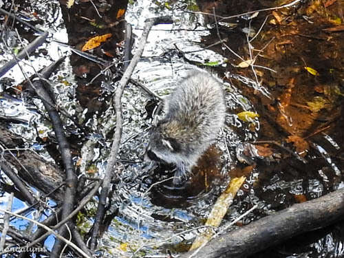 Image of Florida Raccoon