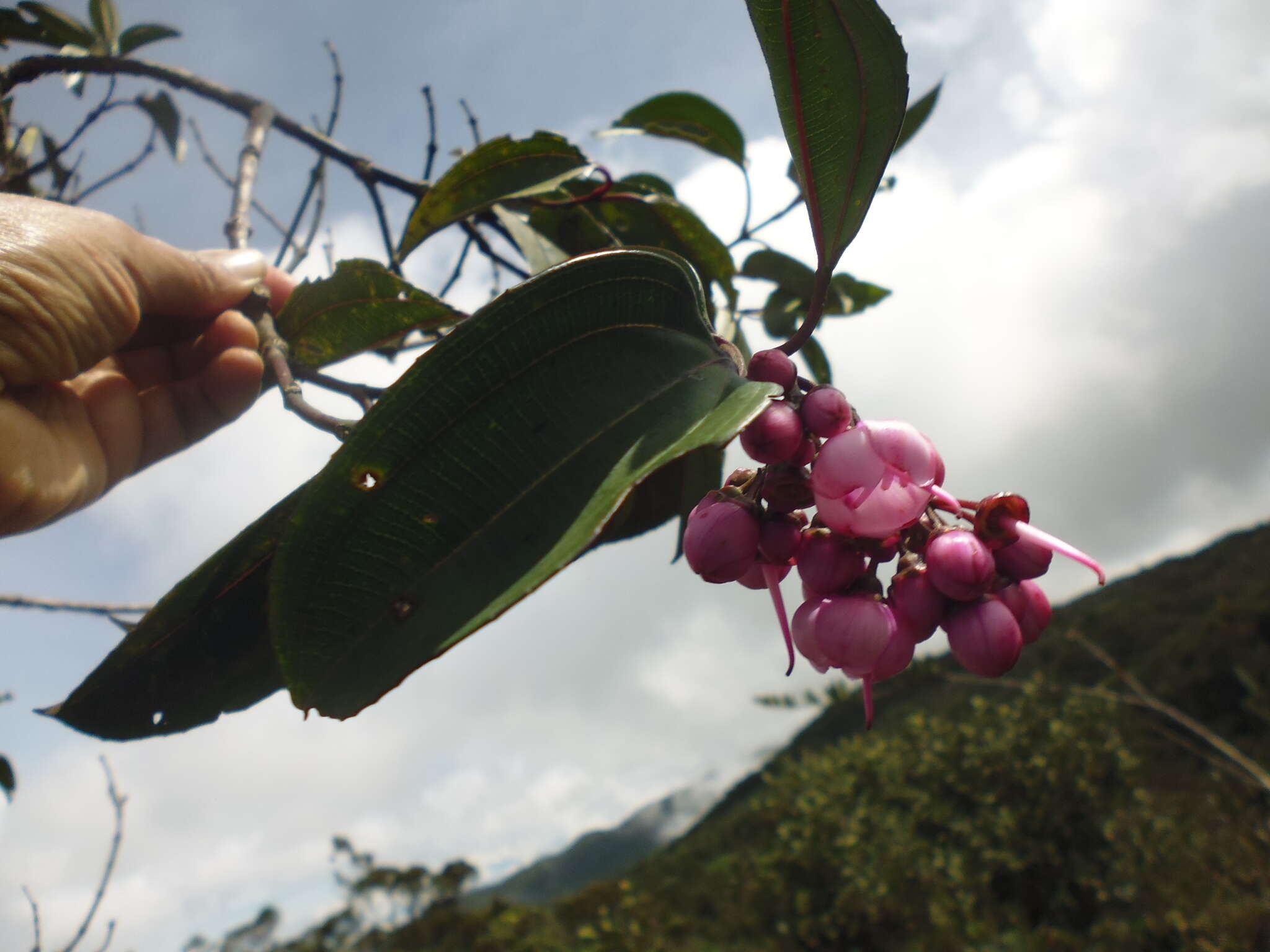 Image of Axinaea macrophylla (Naud.) Triana