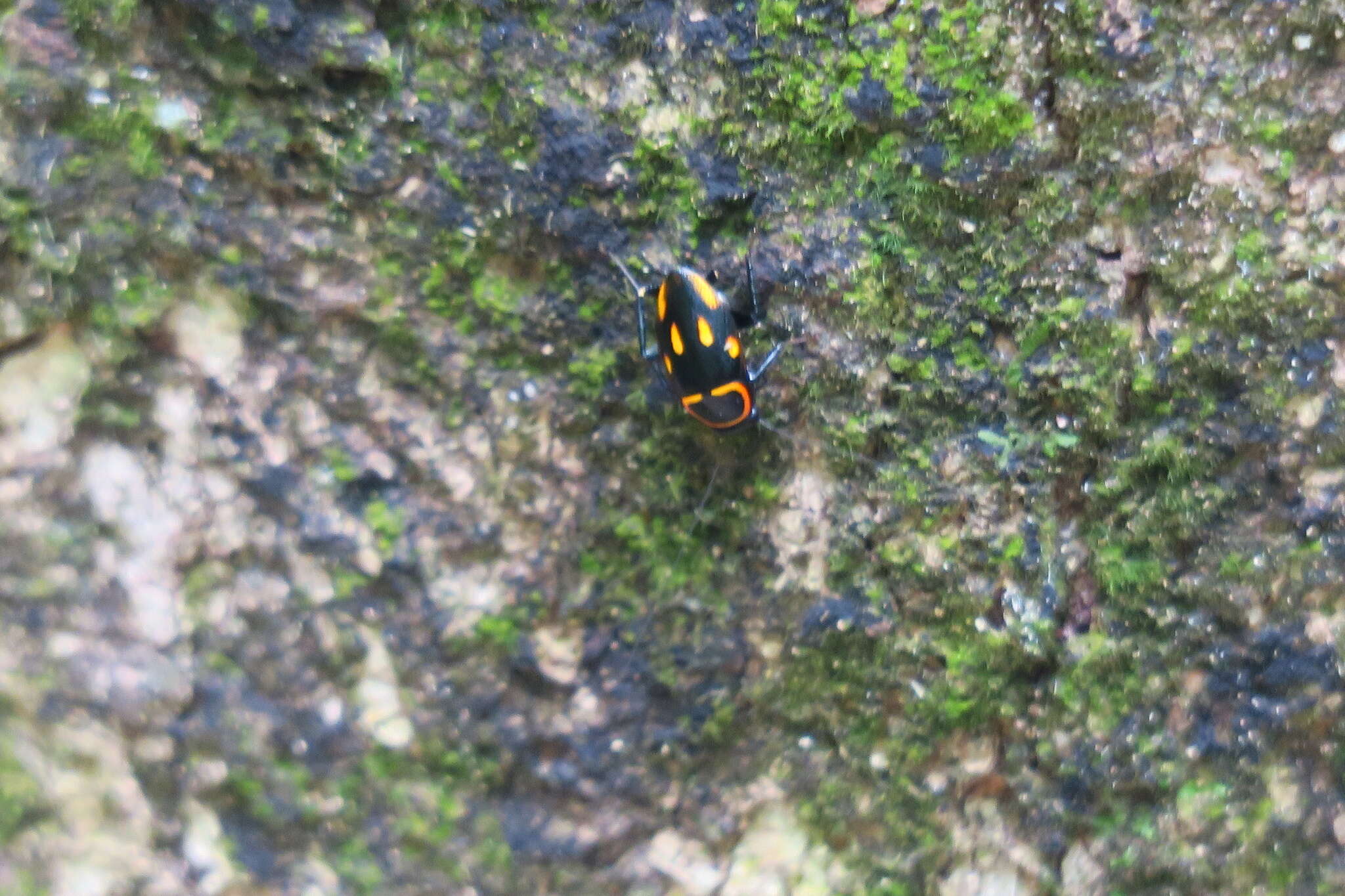 Sundablatta sexpunctata (Hanitsch 1923) resmi