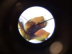 Image of Marsupella sphacelata (Giesecke ex Lindenb.) Dumort.