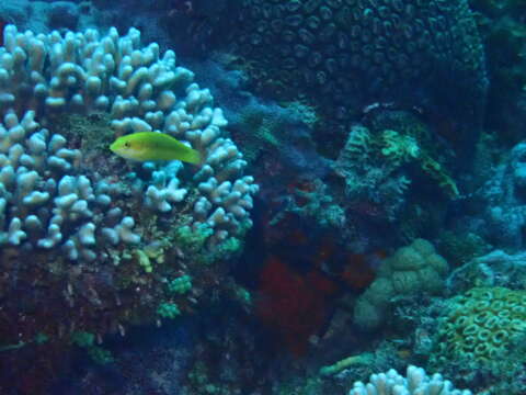 Image of Green moon wrasse