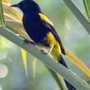 Image of Hispaniolan Oriole