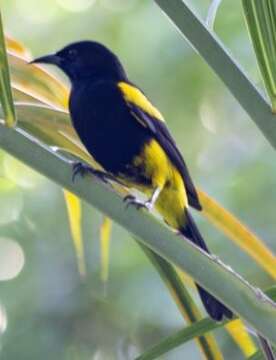 Image of Hispaniolan Oriole