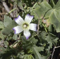 Image of Malva pacifica M. F. Ray