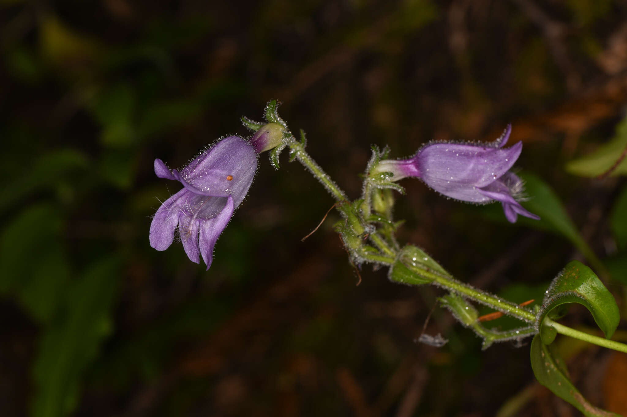 Image of Rattan's beardtongue