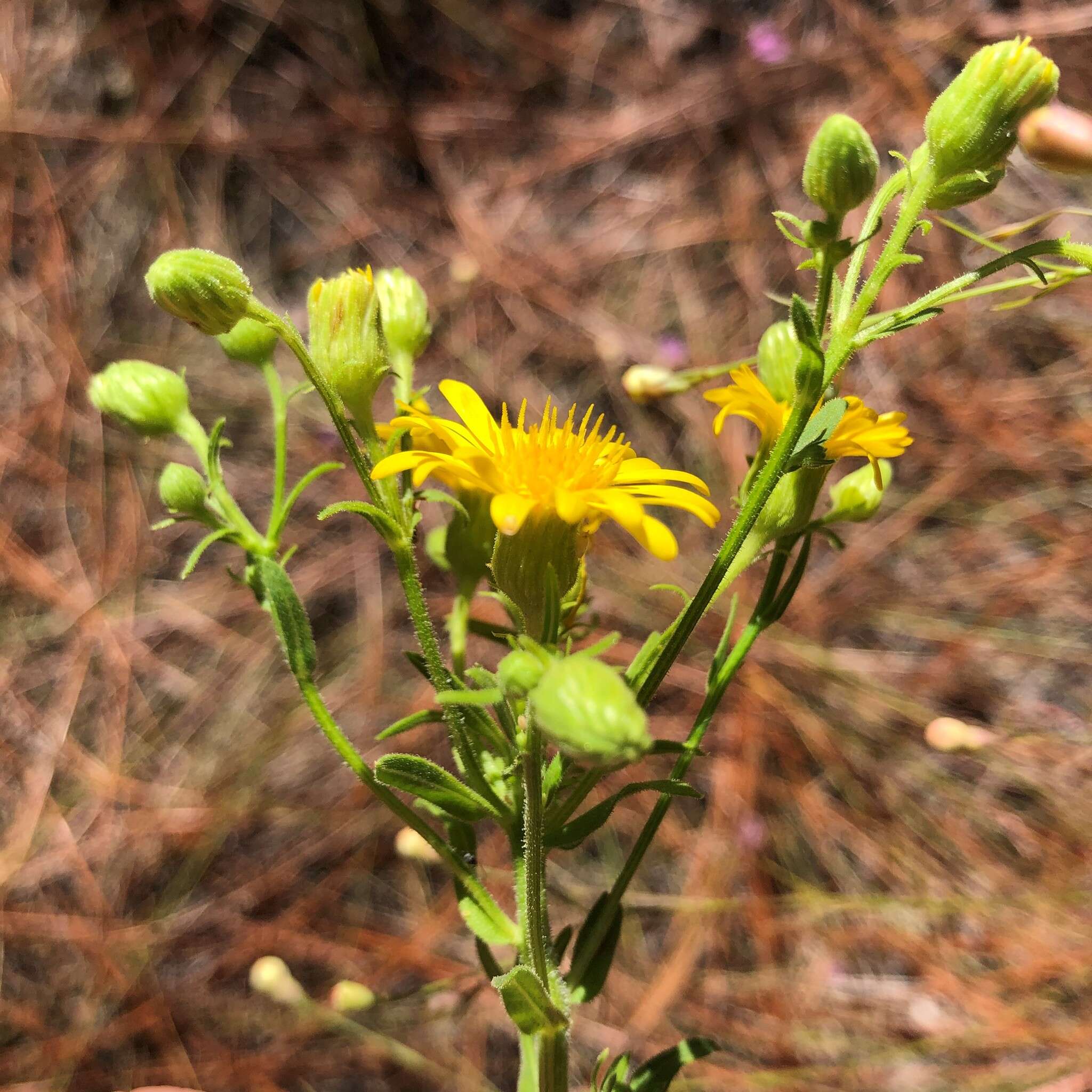 Image of coastal plain goldenaster