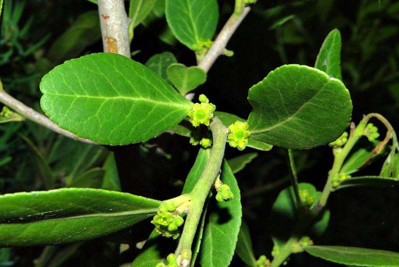 Sivun Mystroxylon aethiopicum subsp. schlechteri (Loes.) R. H. Archer kuva