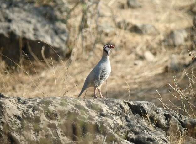 Plancia ëd Alectoris melanocephala (Rüppell 1835)