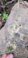 Image of distant sedge