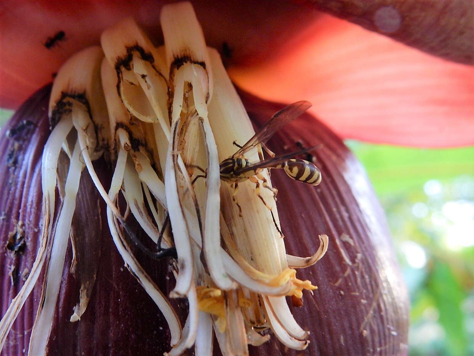 Parapolybia varia (Fabricius 1787)的圖片