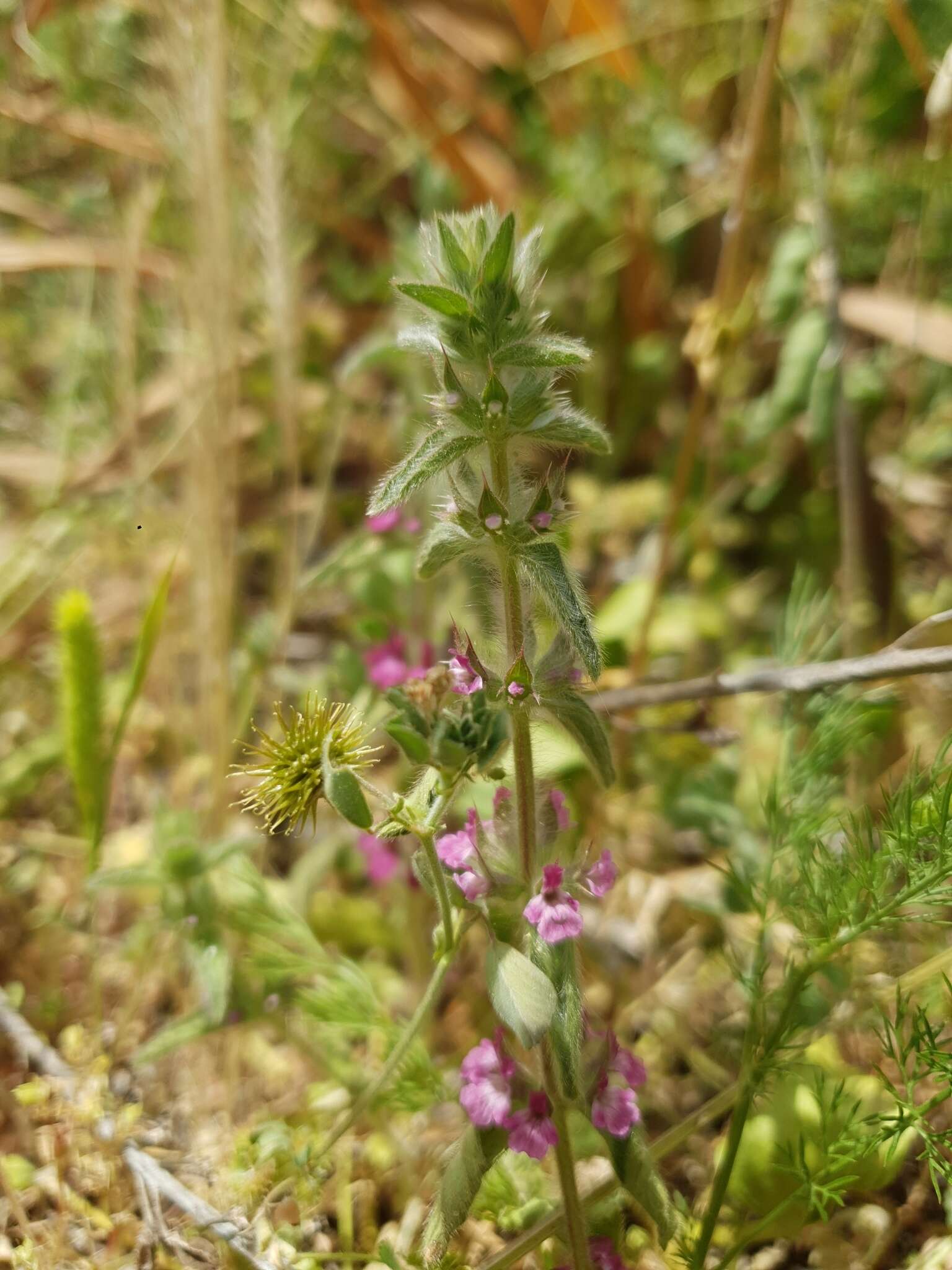 Image of Sideritis romana subsp. purpurea (Talbot ex Benth.) Heywood