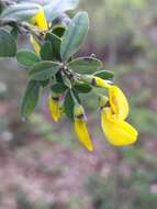 Слика од Cytisus villosus Pourr.