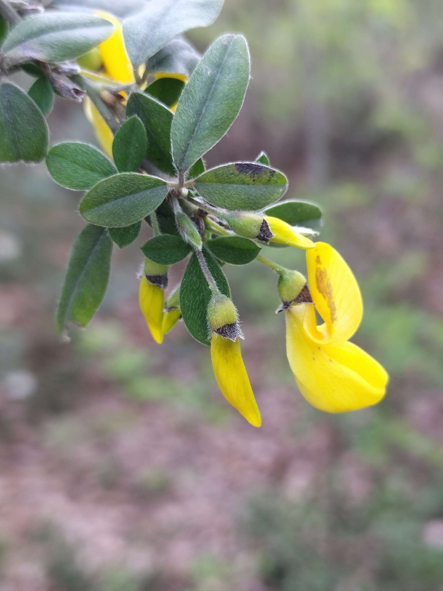 Слика од Cytisus villosus Pourr.