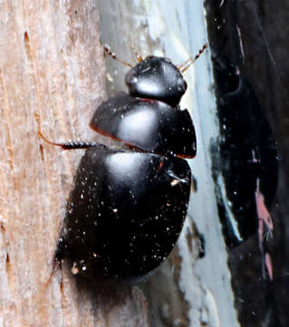 Слика од Coelostoma (Coelostoma) fabricii (Montrouzier 1860)