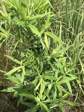 Image of Solidago altissima subsp. altissima