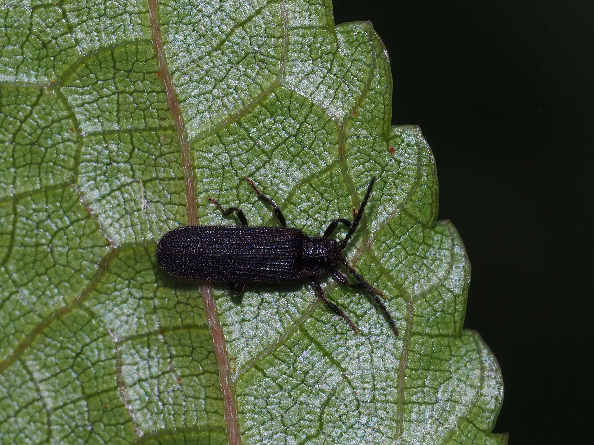 Sivun Agonita unicolor (Chûjô 1933) kuva