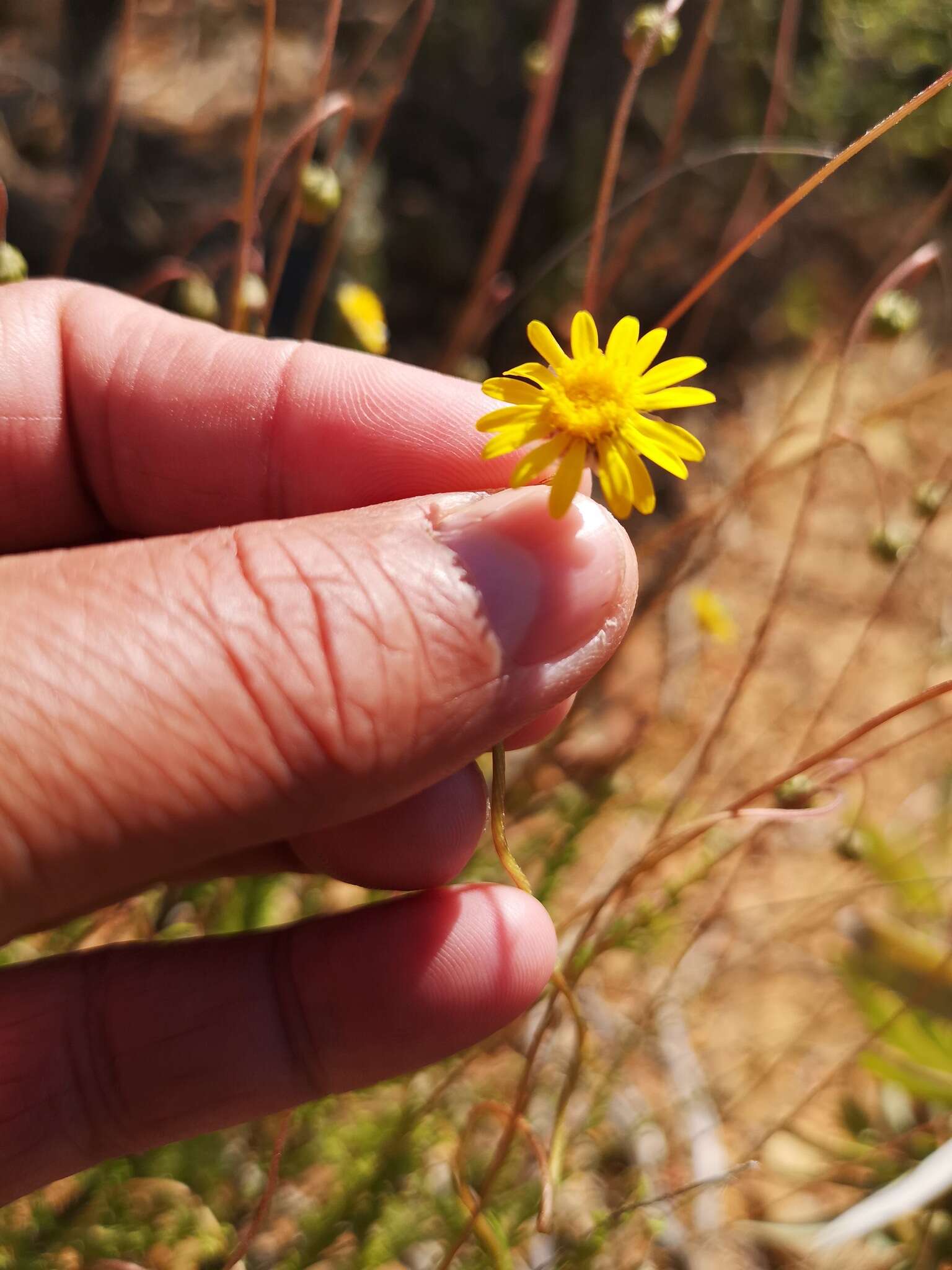 Image of Ursinia punctata (Thunb.) N. E. Br.