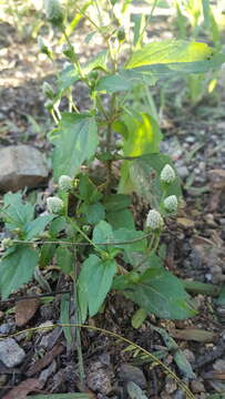 Image of Acmella radicans (Jacquin) R. K. Jansen