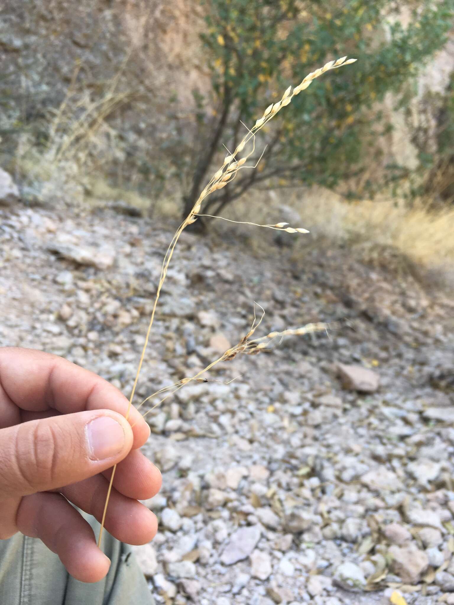 Image of pinyon ricegrass