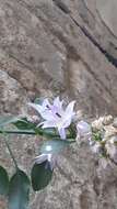 Image of Campanula versicolor subsp. tenorei