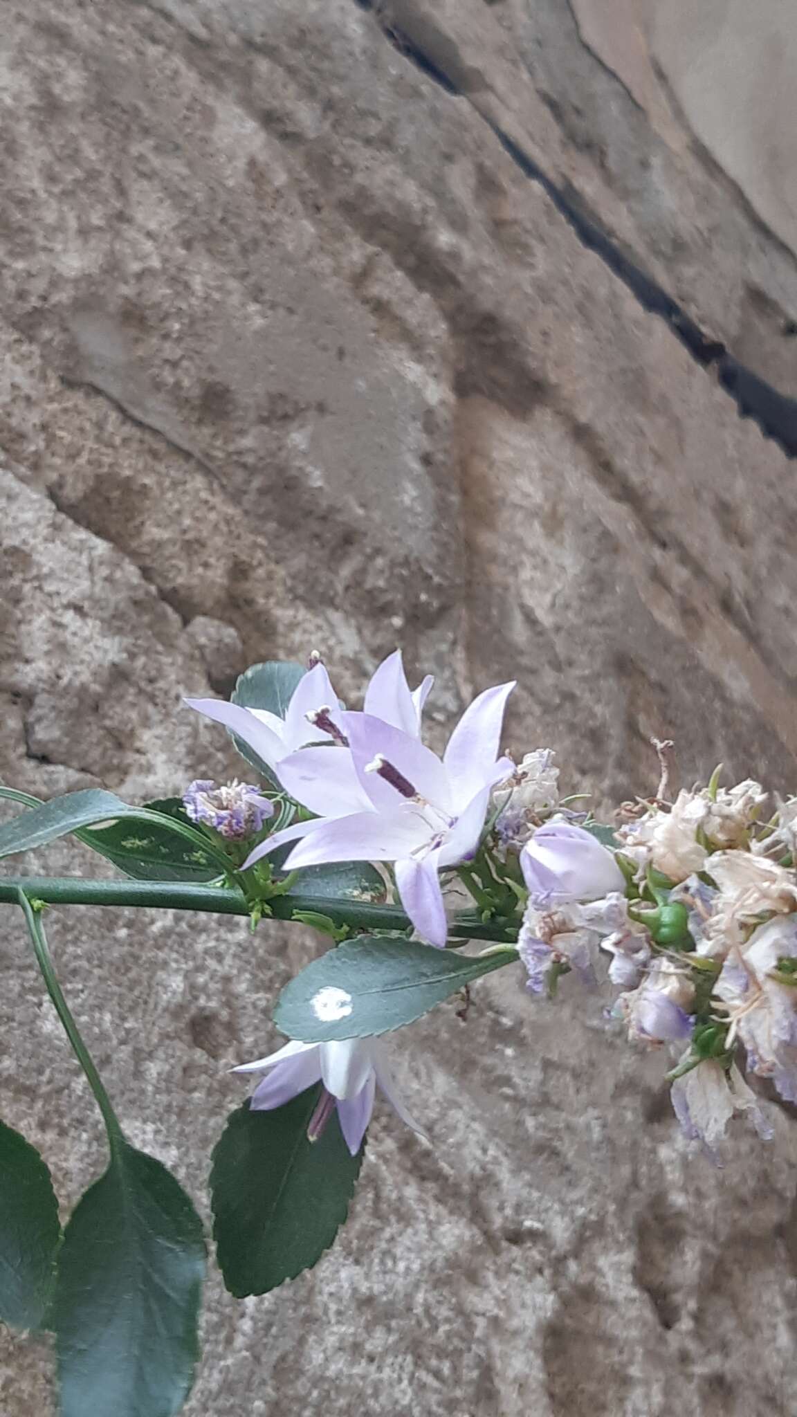 Campanula versicolor subsp. tenorei resmi