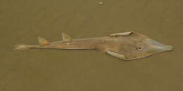 Image of Brazilian guitarfish