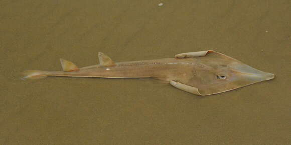 Image of Brazilian guitarfish