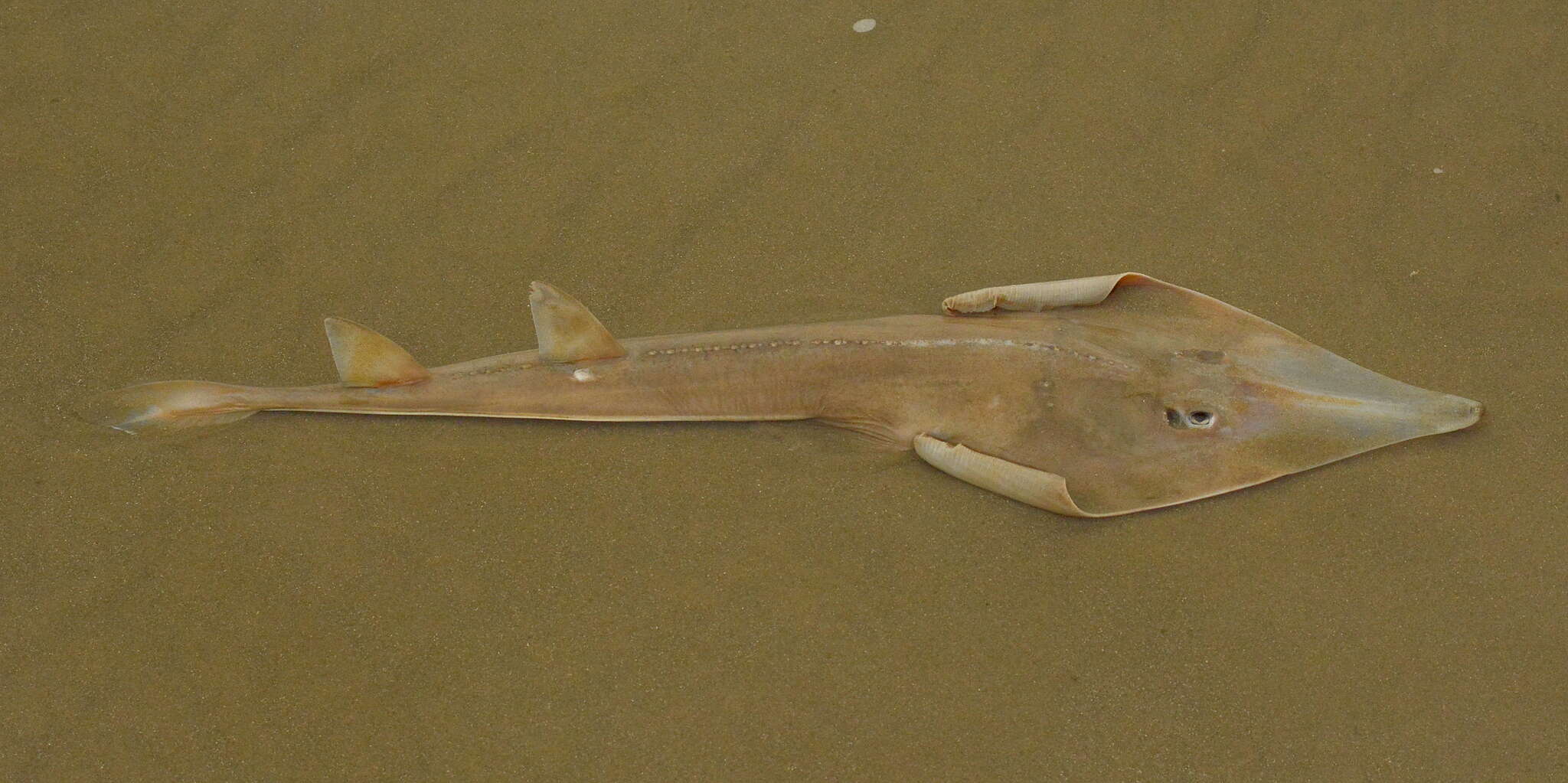 Image of Brazilian guitarfish